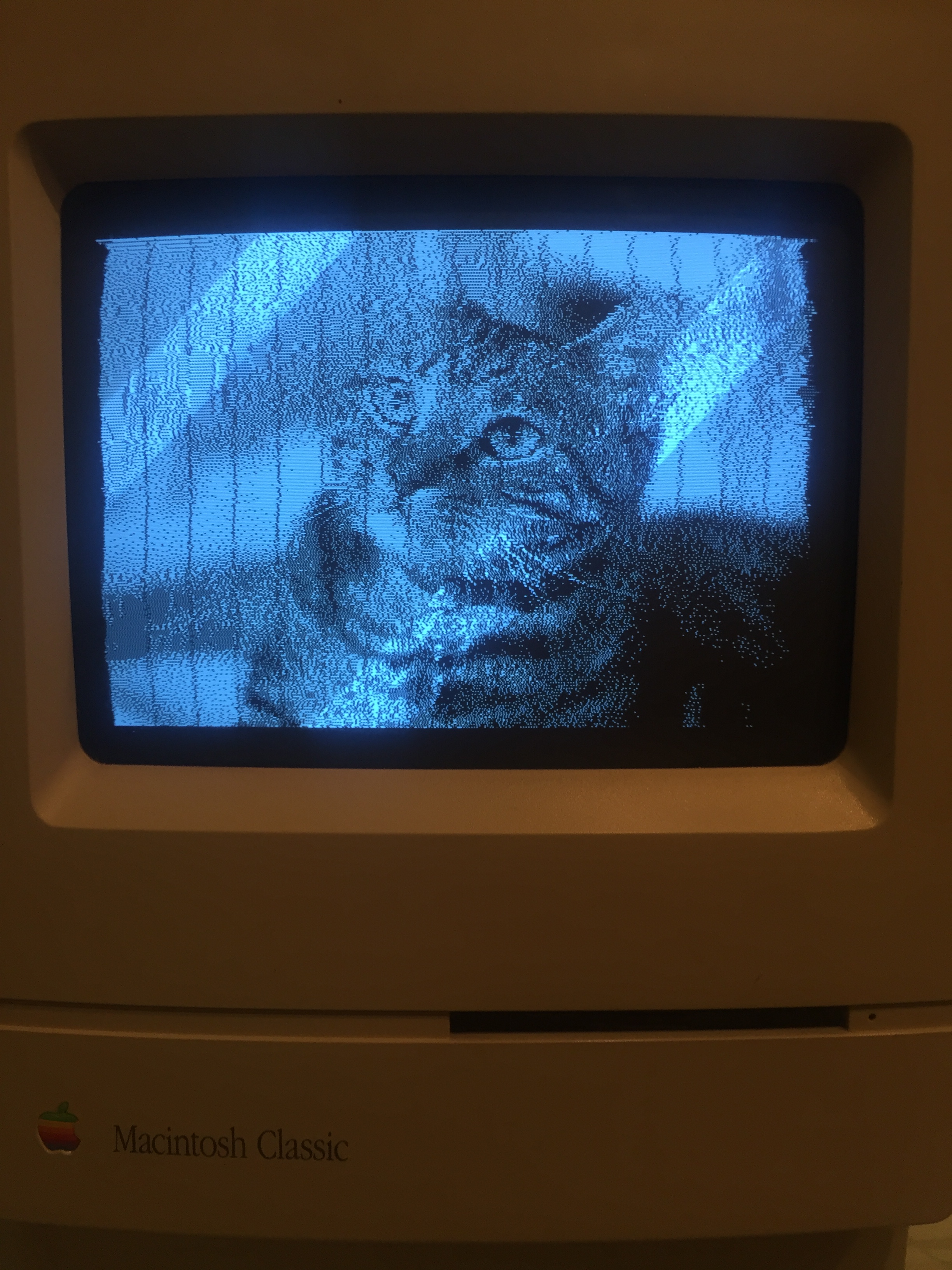 macintosh_cat